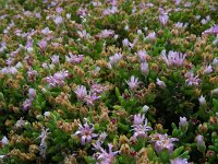 Drosanthemum floribundum