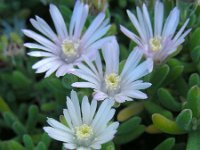 Drosanthemum floribundum 2, Saxifraga-Ed Stikvoort