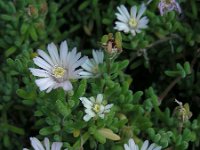 Drosanthemum floribundum 4, Saxifraga-Ed Stikvoort