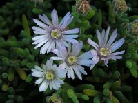 Drosanthemum floribundum 6, Saxifraga-Ed Stikvoort