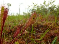 Drosera anglica 46, Lange zonnedauw, Saxifraga-Hans Grotenhuis