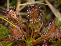 Drosera intermedia 102, Kleine zonnedauw, Saxifraga-Sonja Bouwman