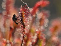 Drosera intermedia 107, Kleine zonnedauw, Saxifraga-Tom Heijnen