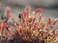 Drosera intermedia 108, Kleine zonnedauw, Saxifraga-Tom Heijnen