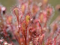 Drosera intermedia 112, Kleine zonnedauw, Saxifraga-Tom Heijnen