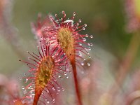 Drosera intermedia 116, Kleine zonnedauw, Saxifraga-Tom Heijnen