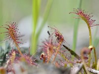 Drosera intermedia 118, Kleine zonnedauw, Saxifraga-Tom Heijnen