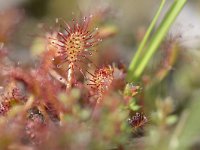 Drosera intermedia 119, Kleine zonnedauw, Saxifraga-Tom Heijnen