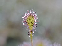 Drosera intermedia 86, Kleine zonnedauw, Saxifraga-Luuk Vermeer