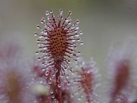 Drosera intermedia 87, Kleine zonnedauw, Saxifraga-Luuk Vermeer