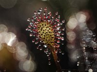 Drosera intermedia 89, Kleine zonnedauw, Saxifraga-Luuk Vermeer