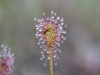 Drosera intermedia 90, Kleine zonnedauw, Saxifraga-Luuk Vermeer