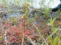 Drosera rotundifolia 54, Ronde zonnedauw, Saxifraga-National Botanical Garden of Latvia