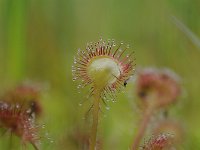 Drosera rotundifolia 55, Ronde zonnedauw, Saxifraga-Luuk Vermeer