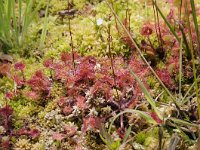 Drosera rotundifolia 56, Ronde zonnedauw, Saxifraga-Luuk Vermeer