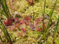 Drosera rotundifolia 57, Ronde zonnedauw, Saxifraga-Luuk Vermeer