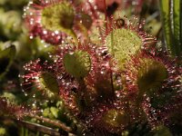 Drosera rotundifolia 61, Ronde zonnedauw, Saxifraga-Luuk Vermeer