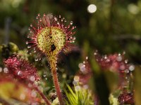 Drosera rotundifolia 62, Ronde zonnedauw, Saxifraga-Luuk Vermeer