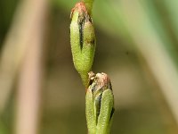 Drosera rotundifolia 63, Ronde zonnedauw, Saxifraga-Sonja Bouwman (1)