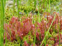 Drosera x obovata 2, Bastaardzonnedauw, Saxifraga-Hans Grotenhuis