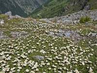 Dryas octopetala 67, Saxifraga-Luuk Vermeer