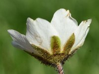 Dryas octopetala 74, Saxifraga-Sonja Bouwman  Zilverkruid - Dryas octopetala - Rosaceae familie