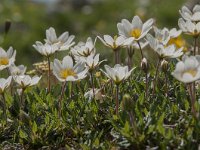 Dryas octopetala 79, Saxifraga-Luuk Vermeer