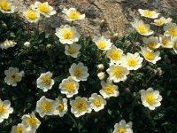 Dryas octopetala 83, Saxifraga-Jan van der Straaten