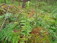 Dryopteris cristata 4, Kamvaren, Saxifraga-Hans Grotenhuis