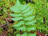 Dryopteris cristata 6, Kamvaren, Saxifraga-Hans Grotenhuis