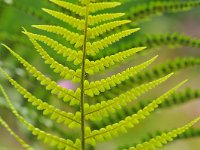 Dryopteris filix-mas 45, Mannetjesvaren, Saxifraga-Tom Heijnen