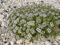 Drypis spinosa ssp jacquiniana 3, Saxifraga-Jasenka Topic