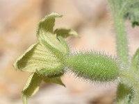 Ecballium elaterium 51, Saxifraga-Sonja Bouwman  Springkomkommer (vrouwelijke bloem) - Ecballium elaterium - Cucurbitaceae familie