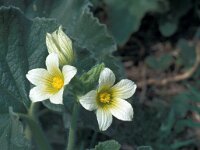 Ecballium elaterium 56, Saxifraga-Jan van der Straaten