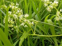 Echinatistus labata 2, Saxifraga-Hans Grotenhuis