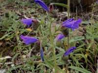 Echium creticum 10, Saxifraga-Ed Stikvoort