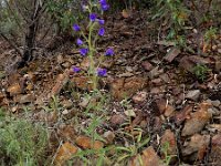 Echium creticum 11, Saxifraga-Ed Stikvoort