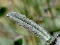 Echium humile