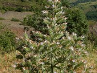 Echium italicum 30, Saxifraga-Ed Stikvoort