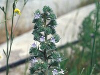 Echium italicum 34, Saxifraga-Jan van der Straaten