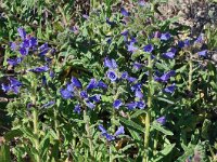 Echium plantagineum 34, Weegbreeslangenkruid, Saxifraga-Harry Jans