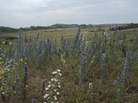 Echium vulgare 73, Slangenkruid, Saxifraga-Willem van Kruijsbergen