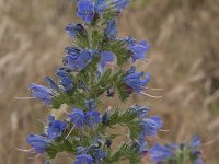 Echium vulgare 74, Slangenkruid, Saxifraga-Willem van Kruijsbergen