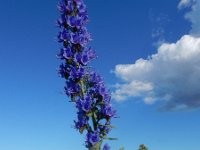 Echium vulgare 76, Slangenkruid, Saxifraga-Ed Stikvoort