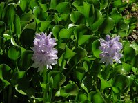 Eichhornia crassipes