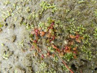 Elatine triandra 4, Drietallig glaskroos, Saxifraga-Rutger Barendse