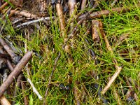 Eleocharis unuglumis 15, Slanke waterbies, Saxifraga-Hans Grotenhuis