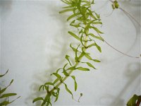 Elodea nuttallii 2, Smalle waterpest, Saxifraga-Jasenka Topic