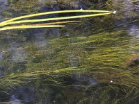 Elodea nuttallii 3, Smalle waterpest, Saxifraga-Peter Meininger