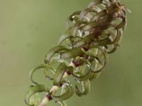 Elodea nuttallii 5, Smalle waterpest, Saxifraga-Peter Meininger